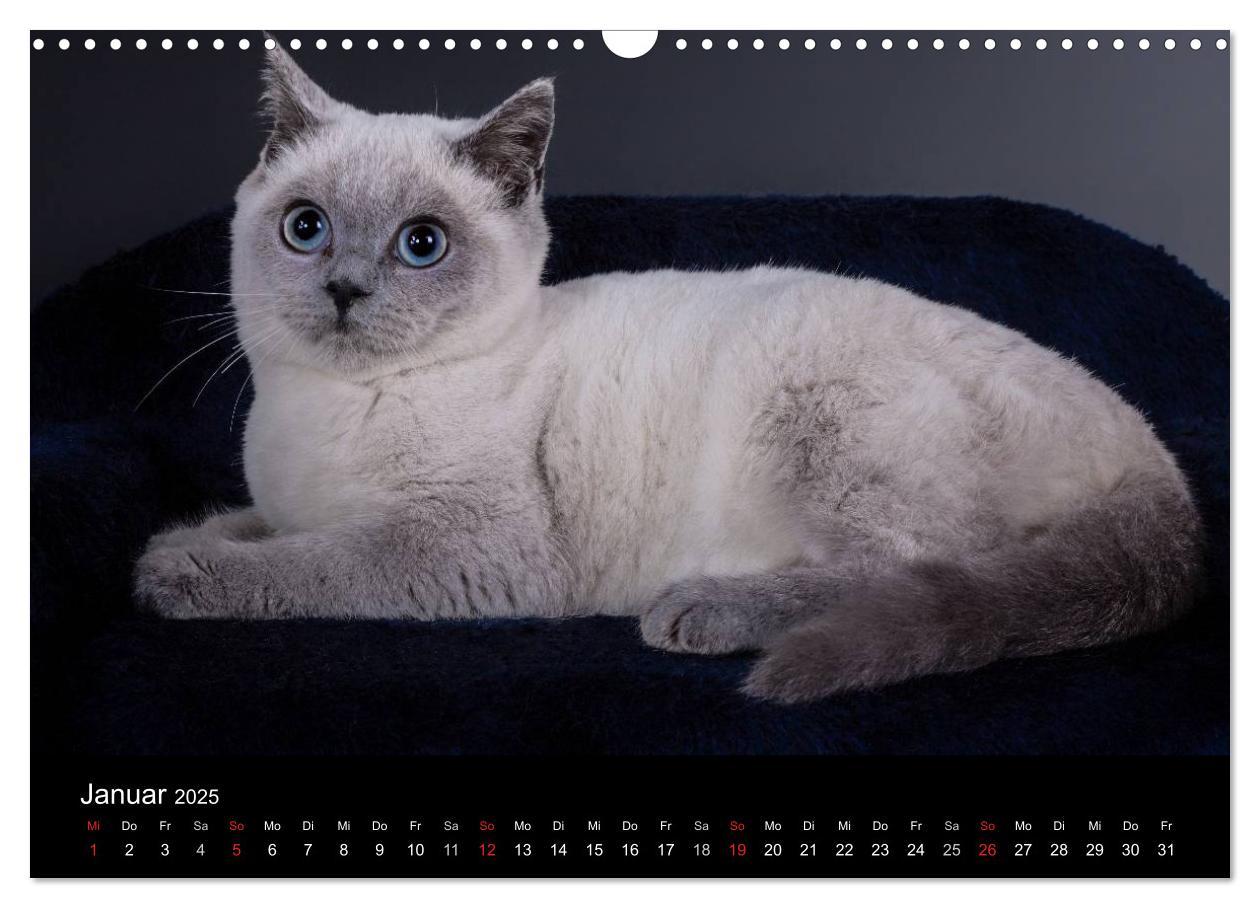 Bild: 9783435833597 | Britisch Kurzhaar Katzen (Wandkalender 2025 DIN A3 quer), CALVENDO...