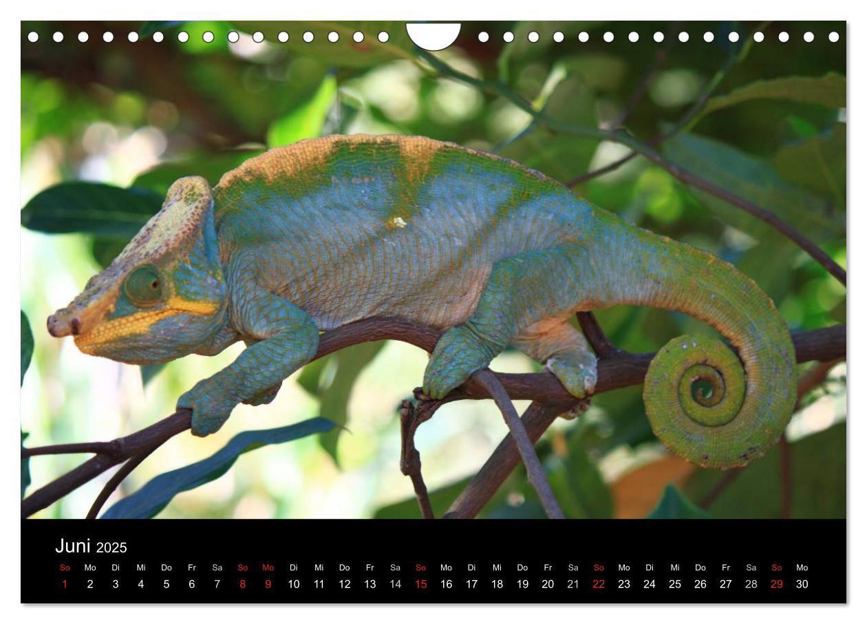 Bild: 9783435484003 | Abenteuer Madagaskar (Wandkalender 2025 DIN A4 quer), CALVENDO...