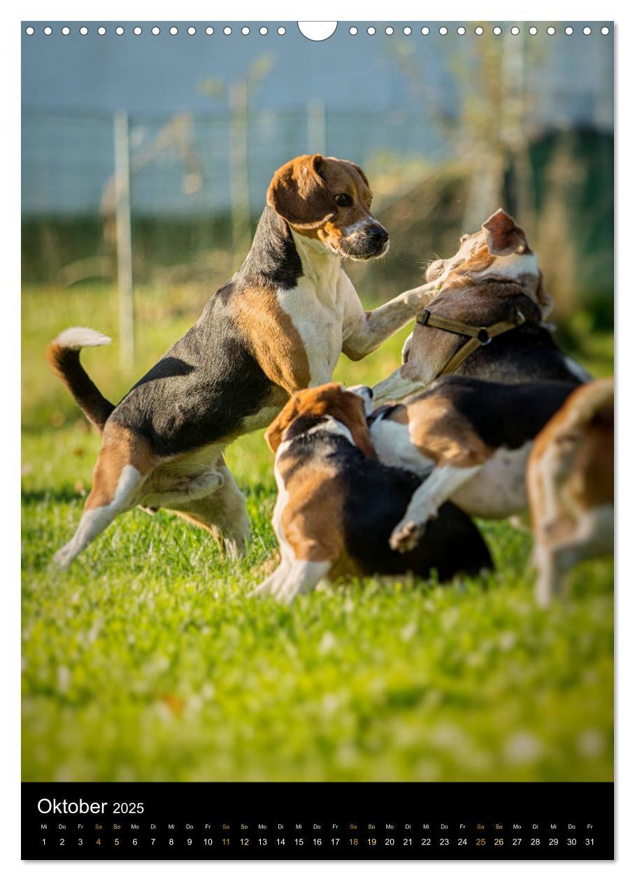 Bild: 9783435994915 | Beagle Action - Wilde Kuscheltiere (Wandkalender 2025 DIN A3 hoch),...