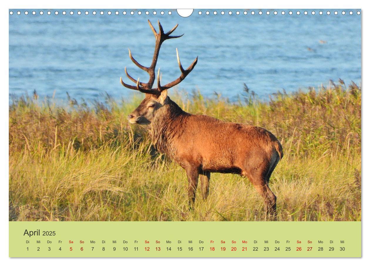 Bild: 9783435391455 | Küsten Hirsche - Rotwild auf dem Darß (Wandkalender 2025 DIN A3...