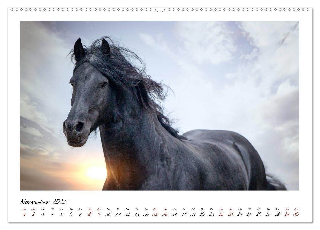 Bild: 9783435235407 | Friesen - stolze Giganten (Wandkalender 2025 DIN A2 quer), CALVENDO...