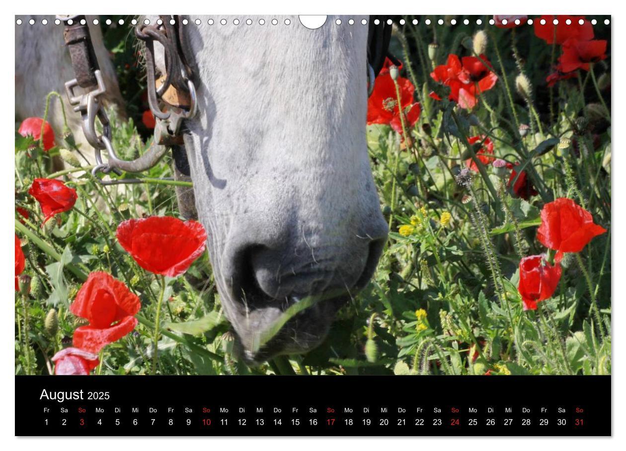 Bild: 9783435566822 | Caballos Spanische Pferde 2025 (Wandkalender 2025 DIN A3 quer),...