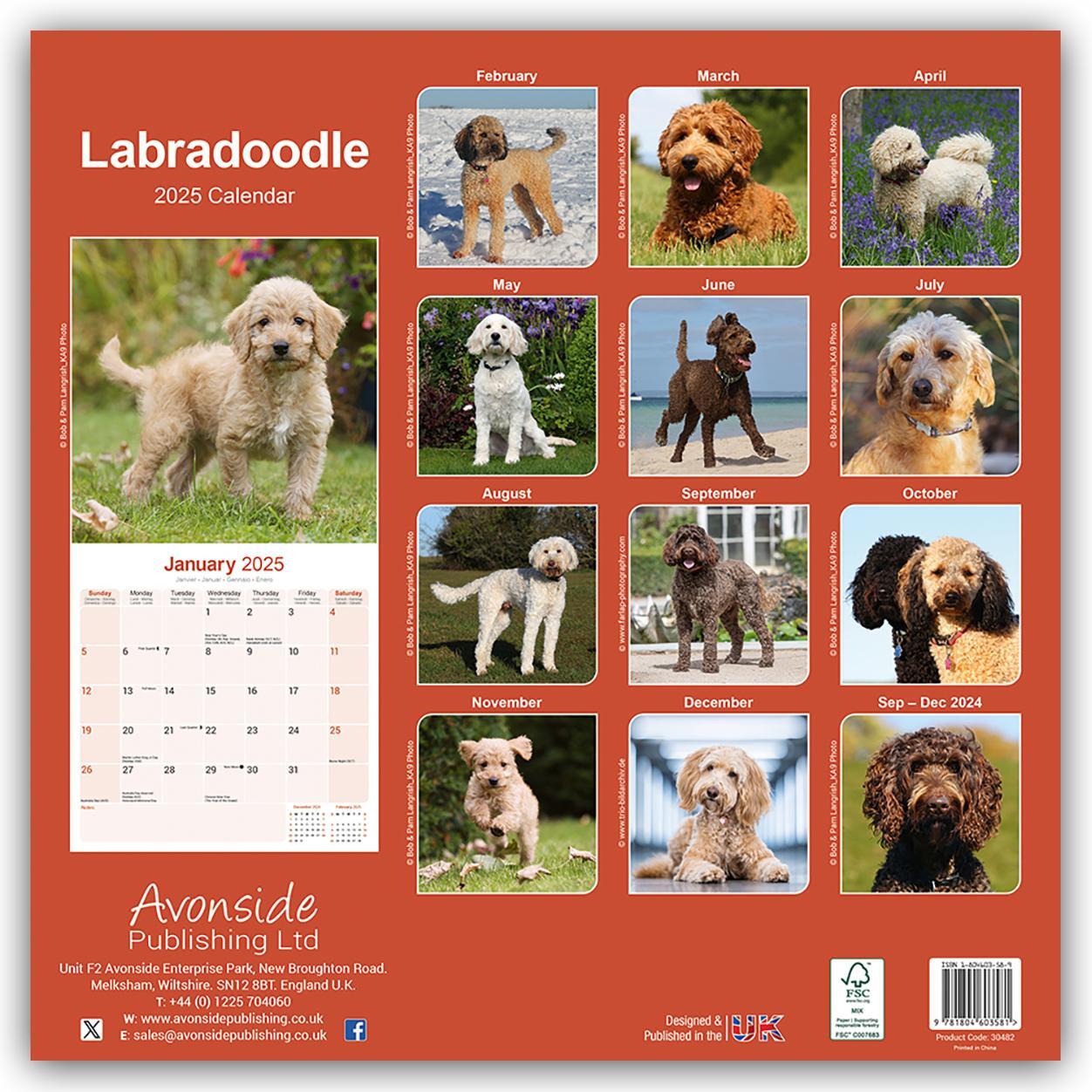 Rückseite: 9781804603581 | Labradoodle 2025 - 16-Monatskalender | Avonside Publishing Ltd | 13 S.