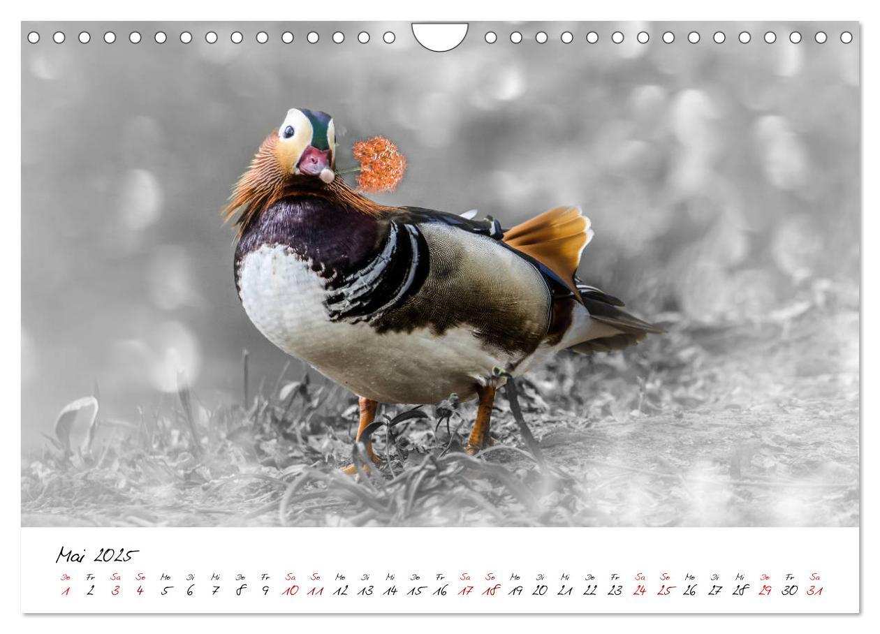 Bild: 9783435365418 | Abenteuer einer Mandarinente (Wandkalender 2025 DIN A4 quer),...