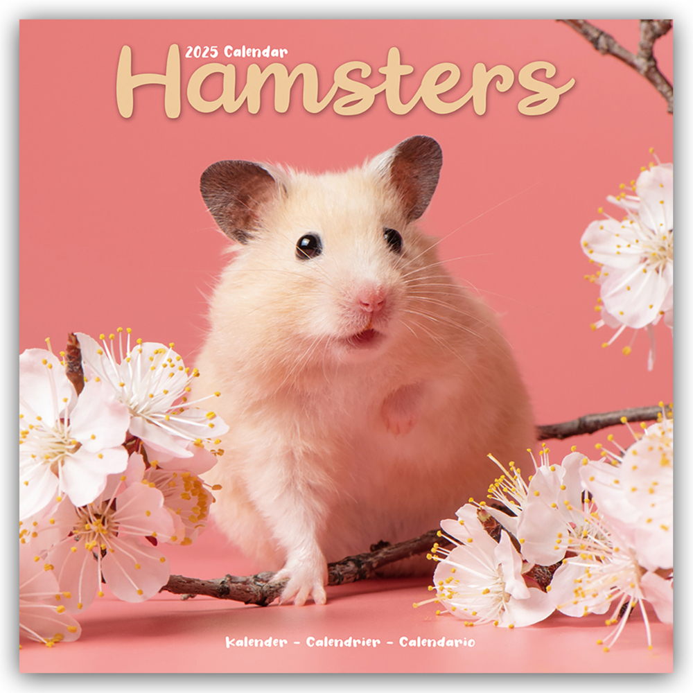 Cover: 9781804604373 | Hamsters - Hamster 2025 - 16-Monatskalender | Avonside Publishing Ltd