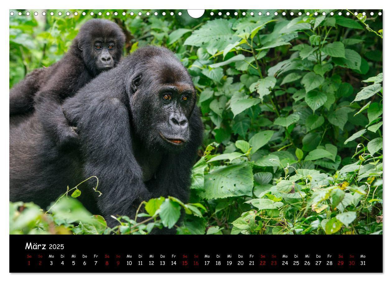 Bild: 9783435119387 | Berggorillas: die bedrohten Riesen (Wandkalender 2025 DIN A3 quer),...