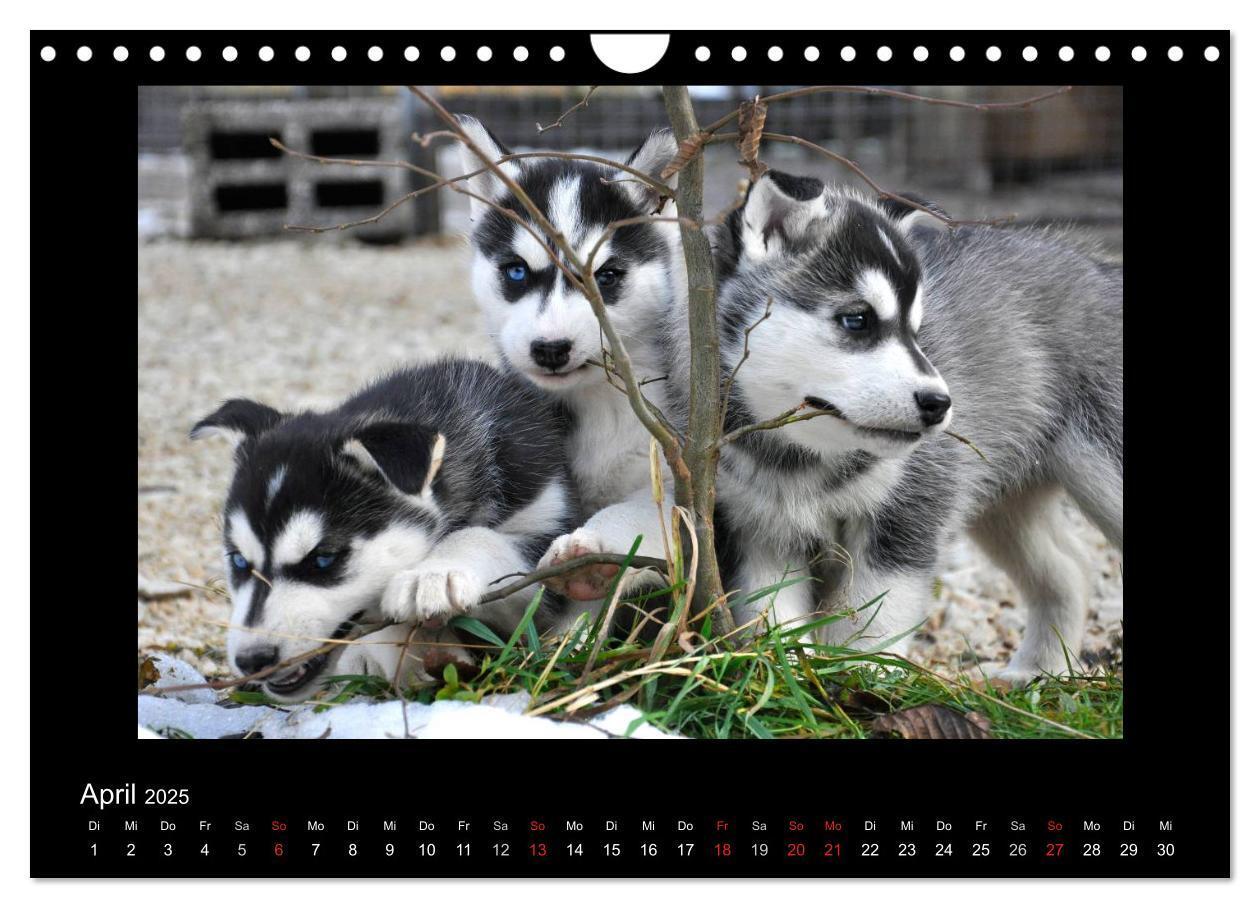 Bild: 9783435837649 | Husky-Kalender (Wandkalender 2025 DIN A4 quer), CALVENDO...