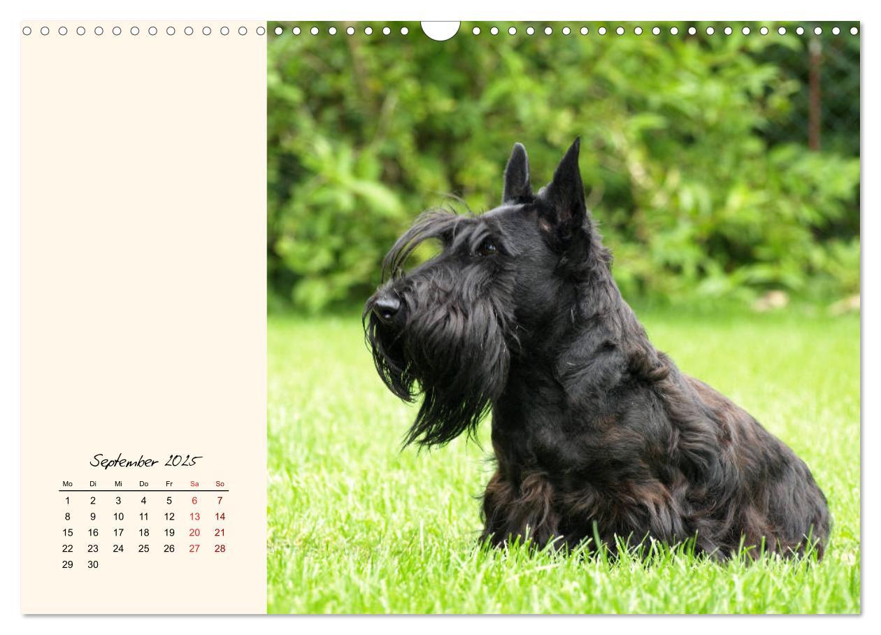 Bild: 9783435341672 | Scottish Terrier - Charmantes Rauhbein (Wandkalender 2025 DIN A3...