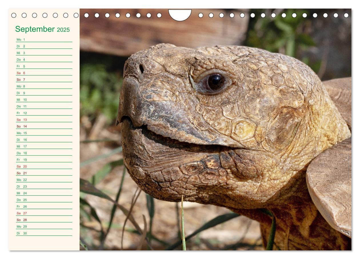 Bild: 9783435131983 | Meine Schildkröten - Geburtstagskalender (Wandkalender 2025 DIN A4...