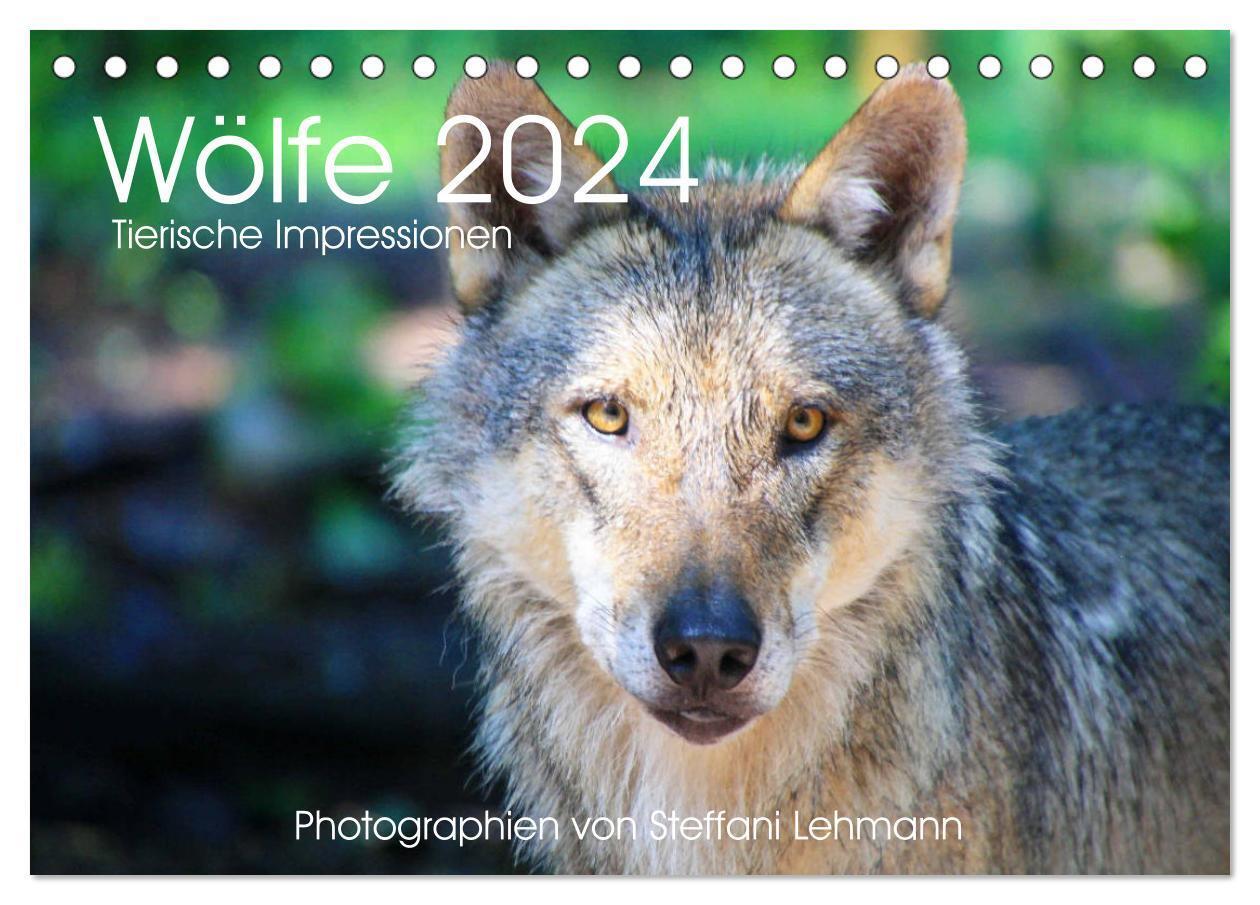 Cover: 9783383230257 | Wölfe 2024. Tierische Impressionen (Tischkalender 2024 DIN A5...