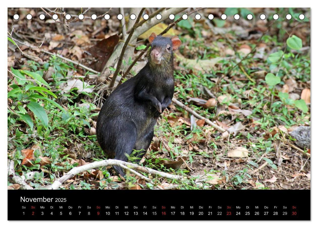 Bild: 9783435809394 | Trinidad &amp; Tobago (Tischkalender 2025 DIN A5 quer), CALVENDO...