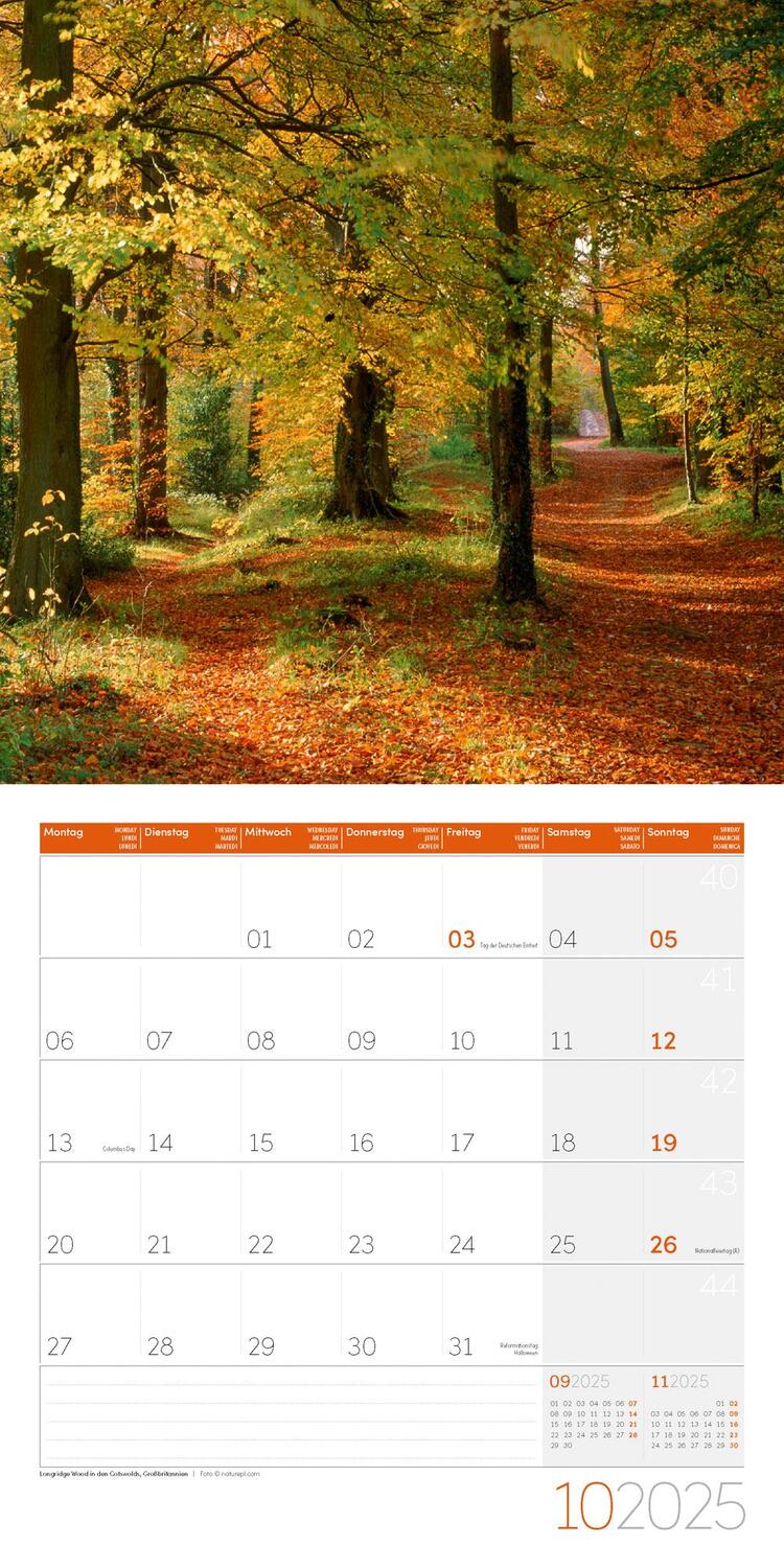 Bild: 9783838445045 | Traumpfade Kalender 2025 - 30x30 | Ackermann Kunstverlag | Kalender