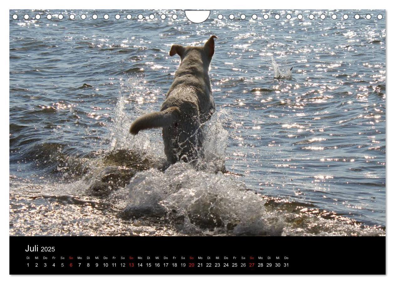 Bild: 9783435757114 | Labrador Retriever 2025 (Wandkalender 2025 DIN A4 quer), CALVENDO...