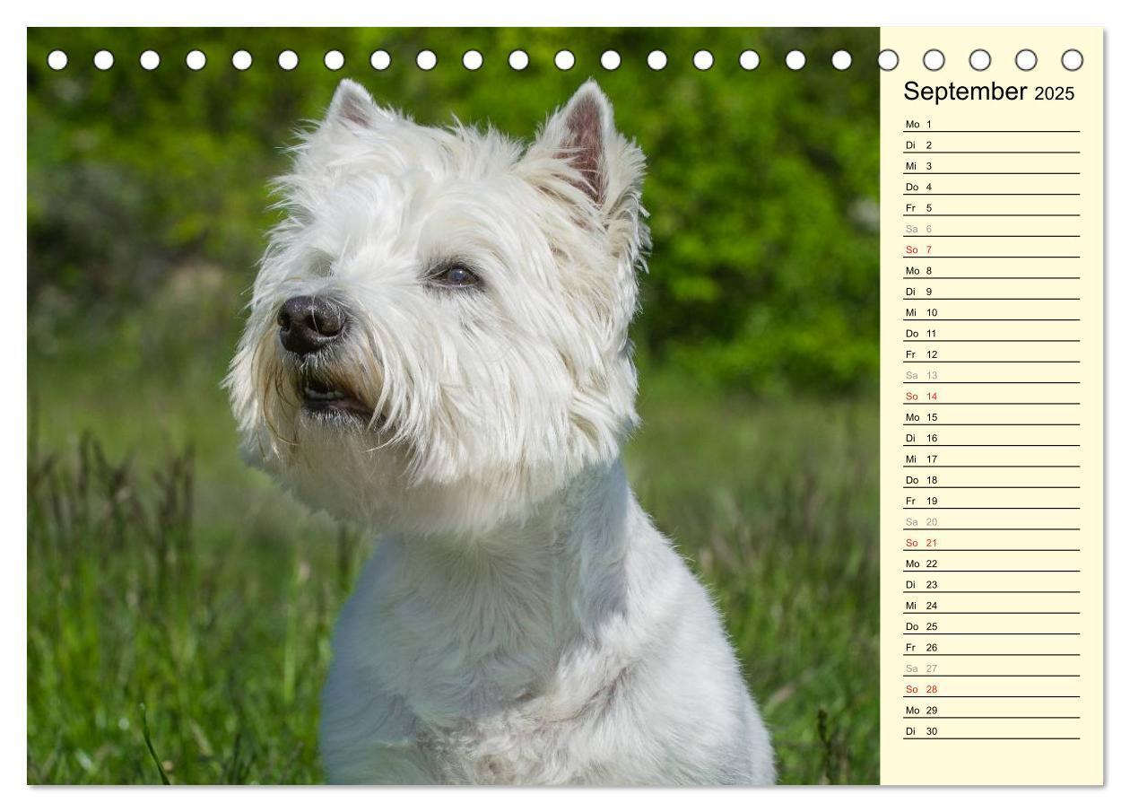 Bild: 9783435459643 | Kobold auf 4 Pfoten - West Highland White Terrier (Tischkalender...