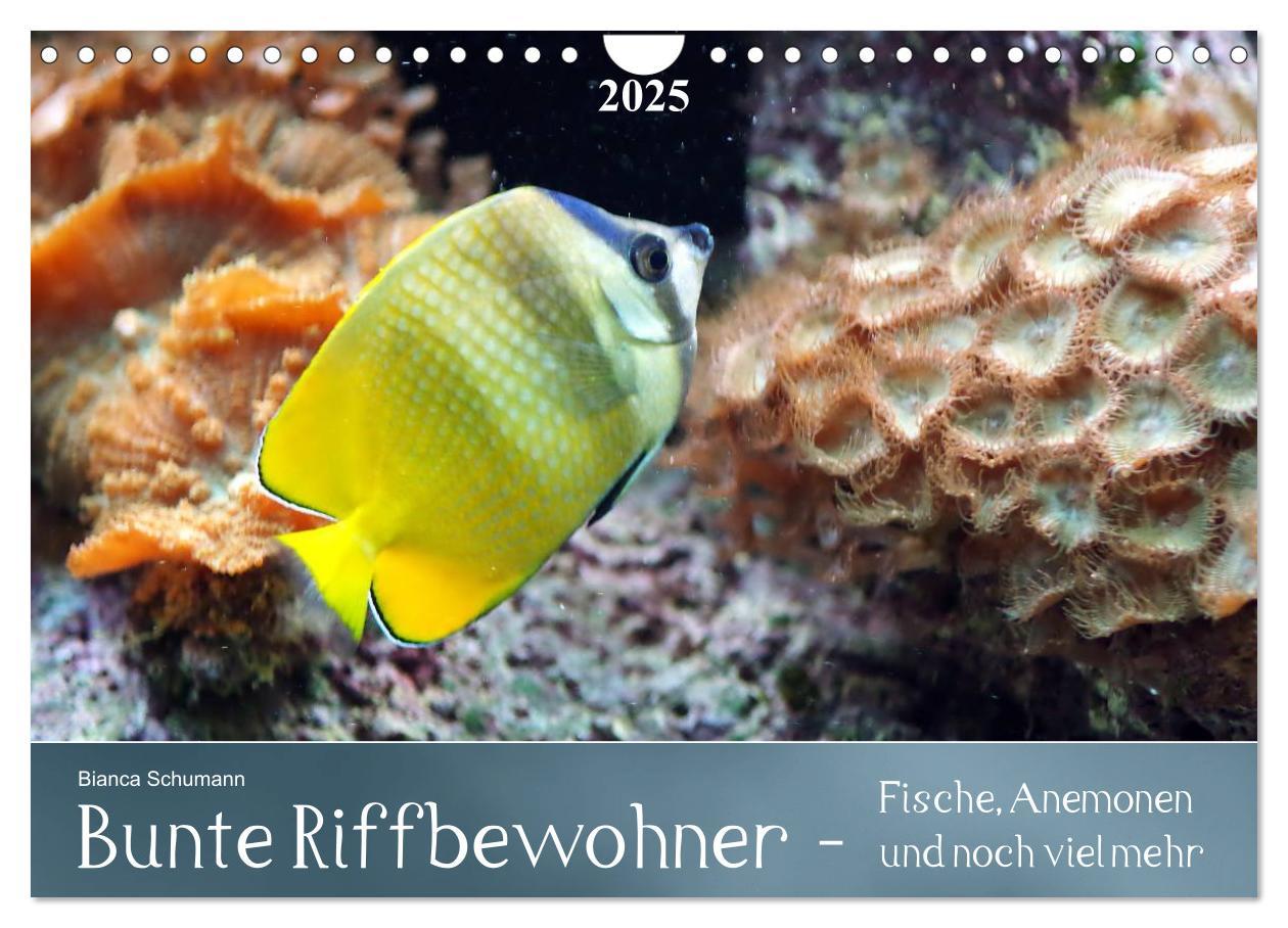 Cover: 9783435690978 | Bunte Riffbewohner - Fische, Anemonen und noch viel mehr...