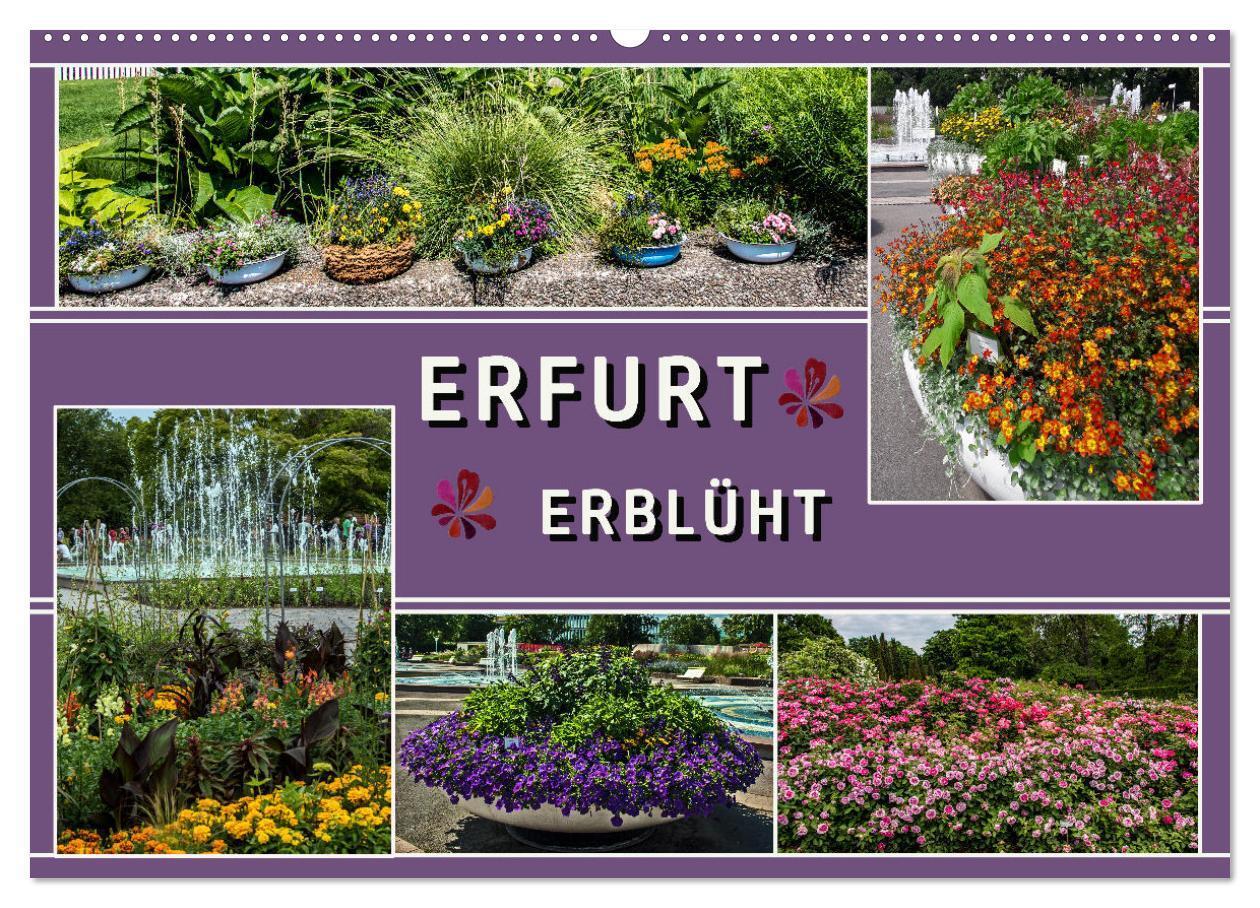 Cover: 9783675715875 | Erfurt erblüht (Wandkalender 2024 DIN A2 quer), CALVENDO...