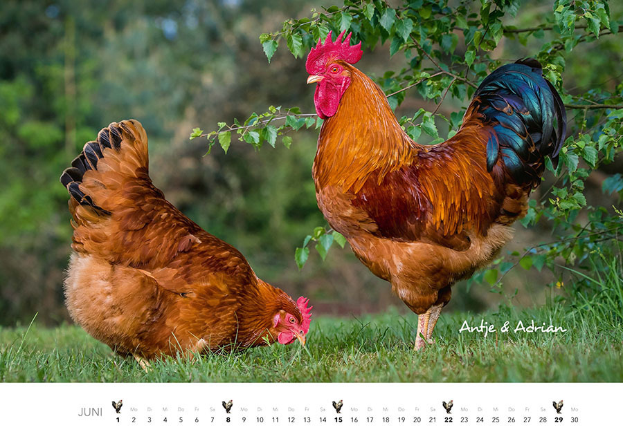 Bild: 9783966648202 | Hühner Kalender 2025 | Der Tierkalender mit den charmanten Namen