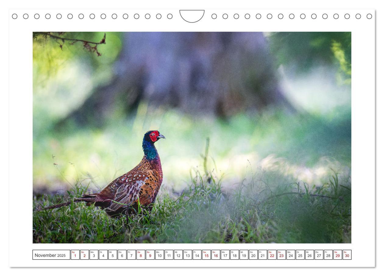 Bild: 9783383846335 | Lolland - Harmonie von Mensch und Natur (Wandkalender 2025 DIN A4...