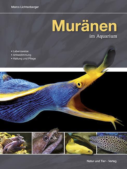 Cover: 9783866592117 | Muränen im Aquarium | Lebensweise, Artbestimmung, Haltung und Pflege