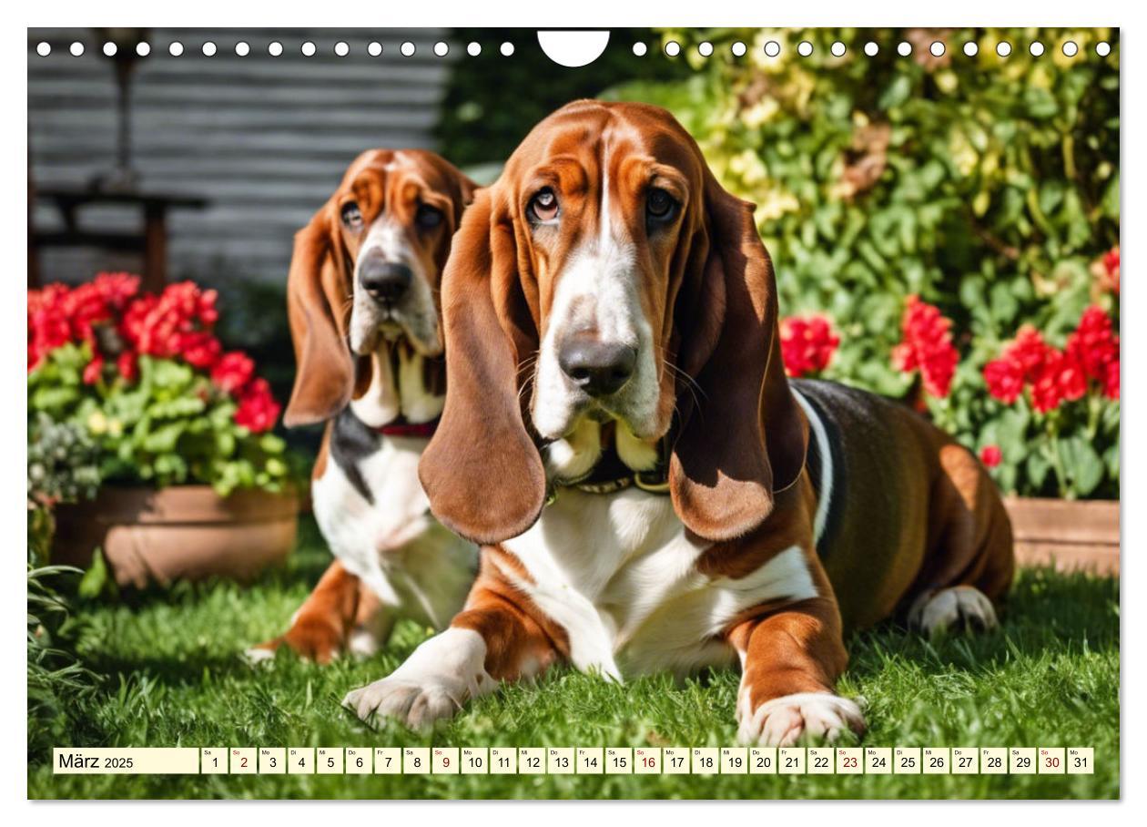 Bild: 9783457054208 | Basset Hound - unverkennbar (Wandkalender 2025 DIN A4 quer),...