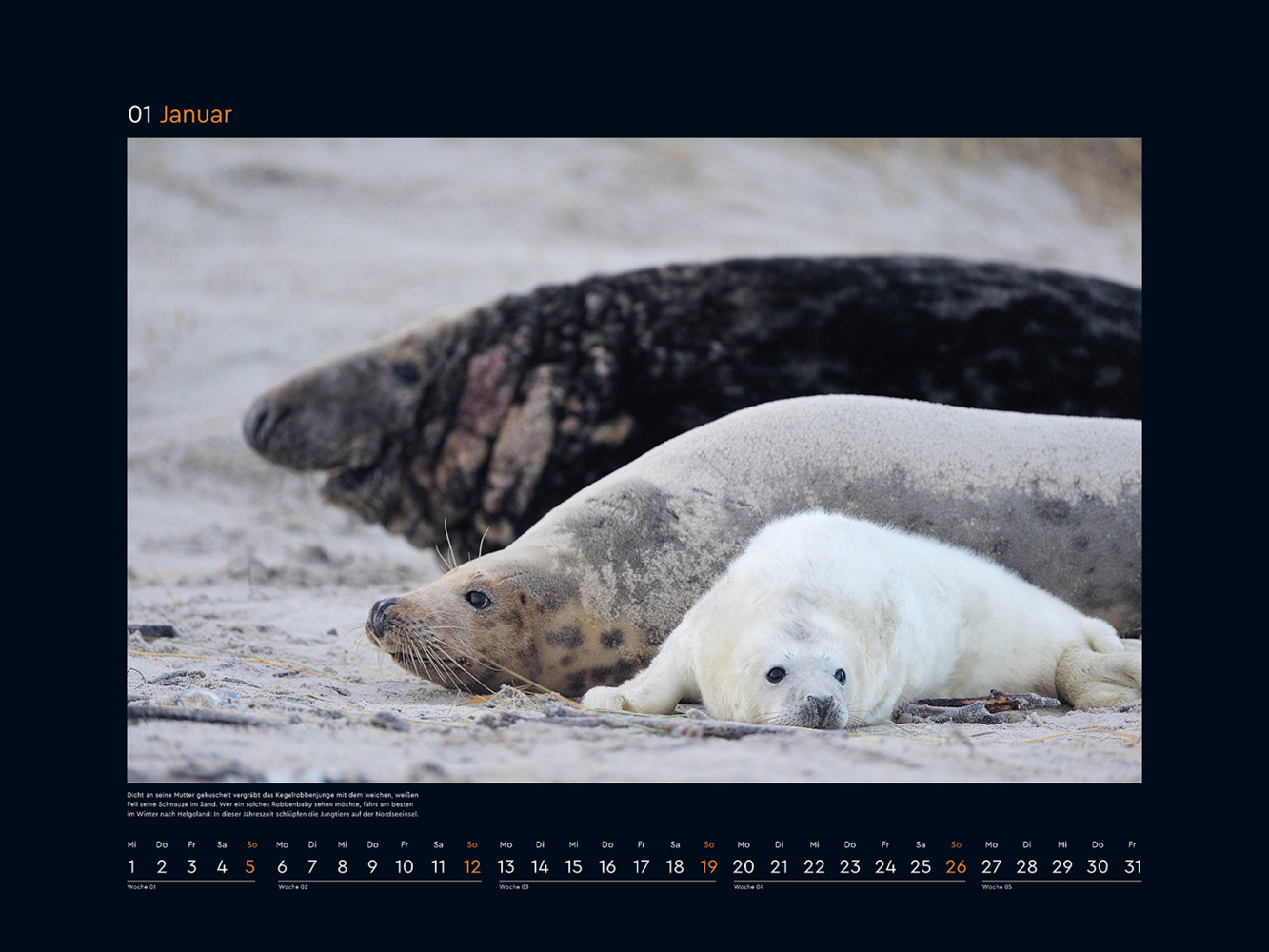 Bild: 9783965913639 | Tierfamilien rund um die Welt - KUNTH Wandkalender 2025 | Kalender