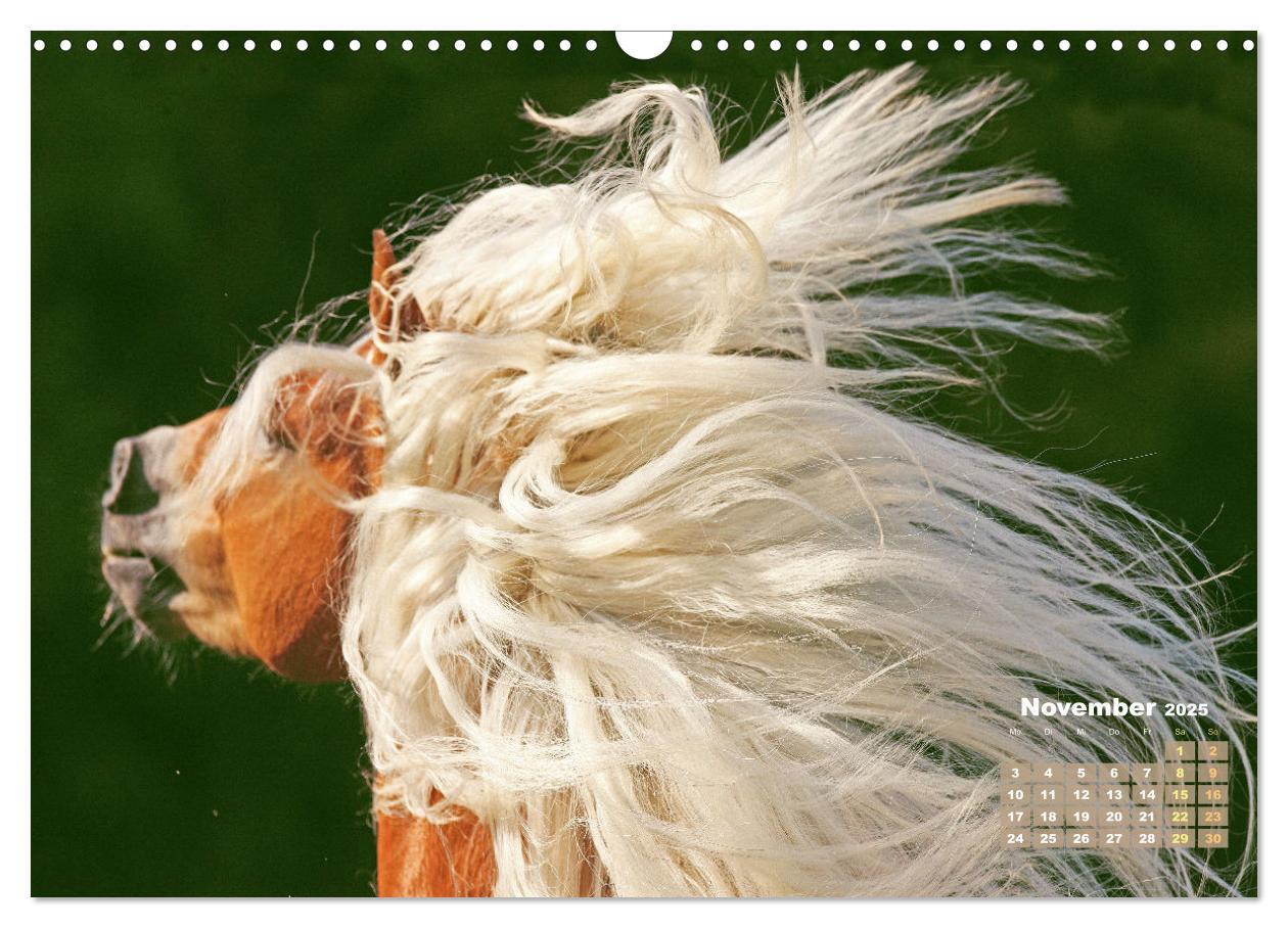 Bild: 9783457184998 | Haflinger: Die blonden Pferde von der Alm (Wandkalender 2025 DIN A3...