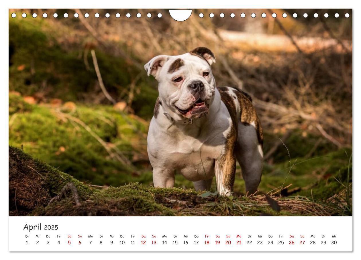 Bild: 9783435105328 | Wunderschöne Bulldoggen (Wandkalender 2025 DIN A4 quer), CALVENDO...