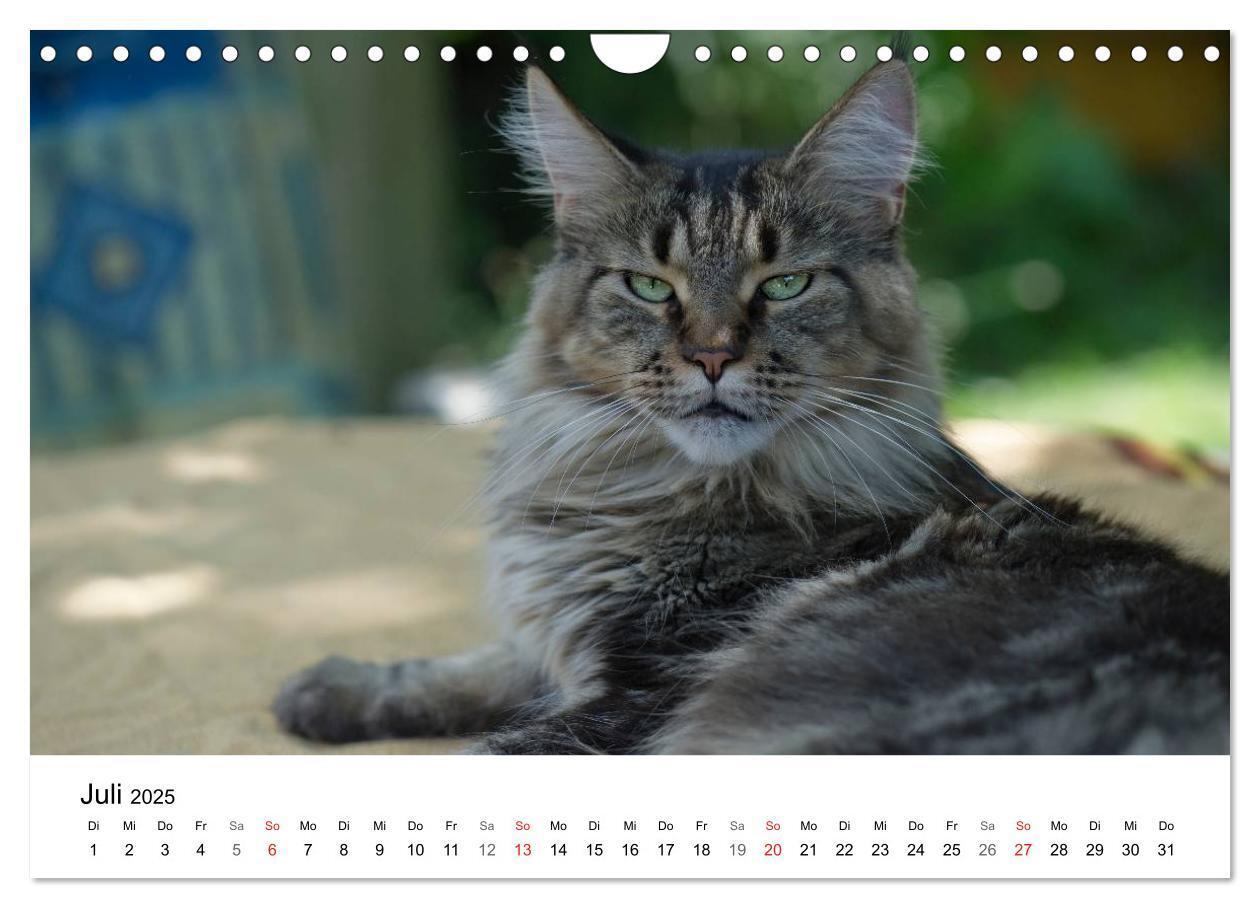 Bild: 9783435727605 | Rassekatzen 2025 (Wandkalender 2025 DIN A4 quer), CALVENDO...