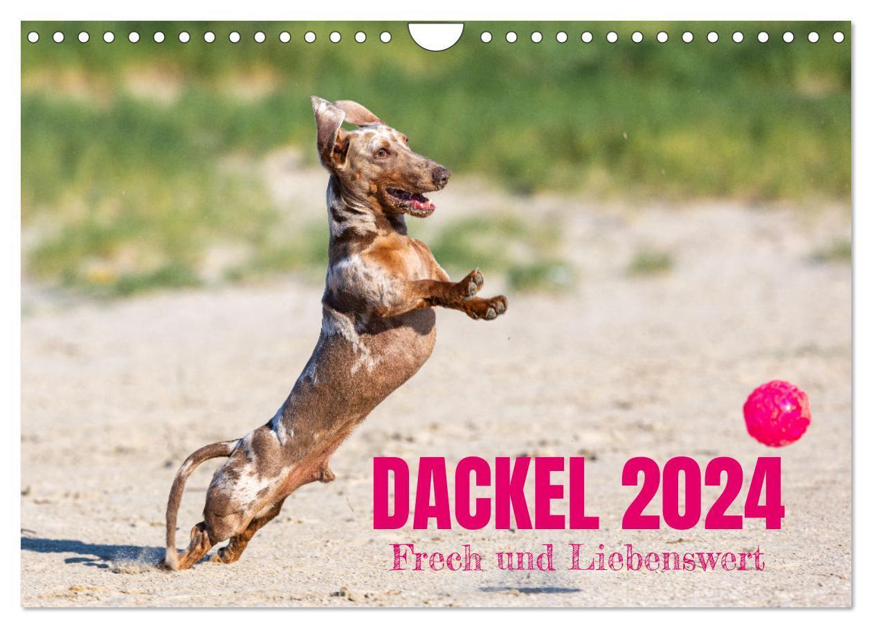 Cover: 9783675589094 | DACKEL 2024 Frech und Liebenwert (Wandkalender 2024 DIN A4 quer),...