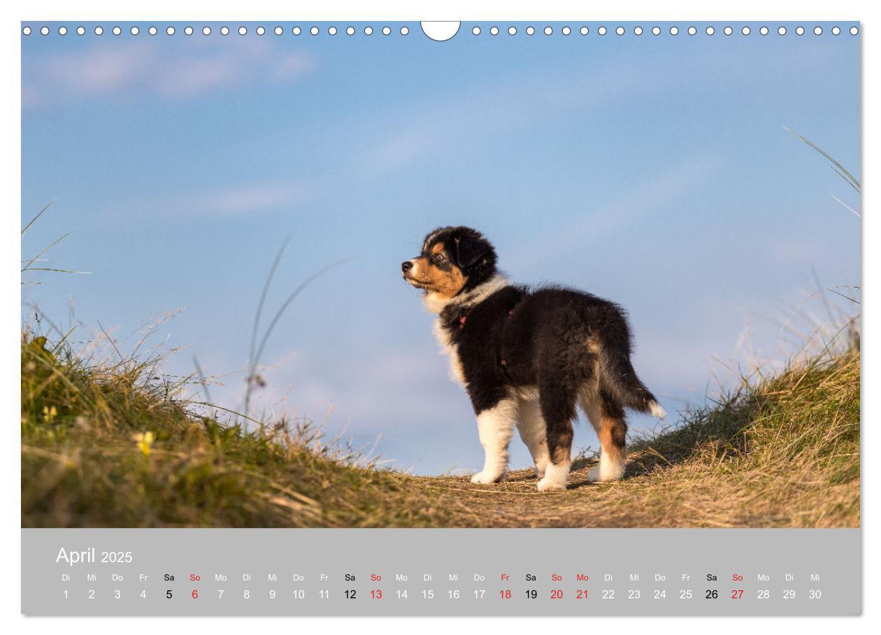 Bild: 9783435672875 | Australian Shepherd 2025 (Wandkalender 2025 DIN A3 quer), CALVENDO...