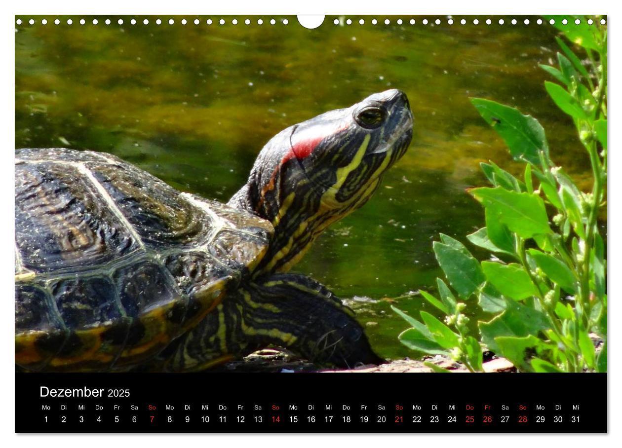 Bild: 9783435763719 | Das Leben der Schildkröten (Wandkalender 2025 DIN A3 quer),...