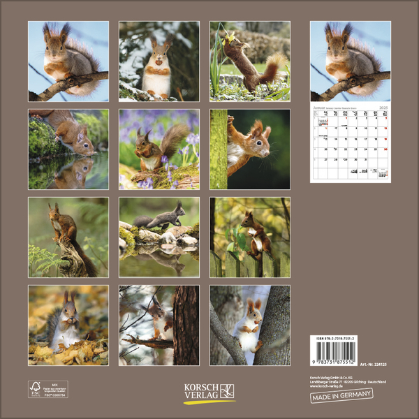 Bild: 9783731875512 | Eichhörnchen 2025 | Korsch Verlag | Kalender | Englisch Broschur