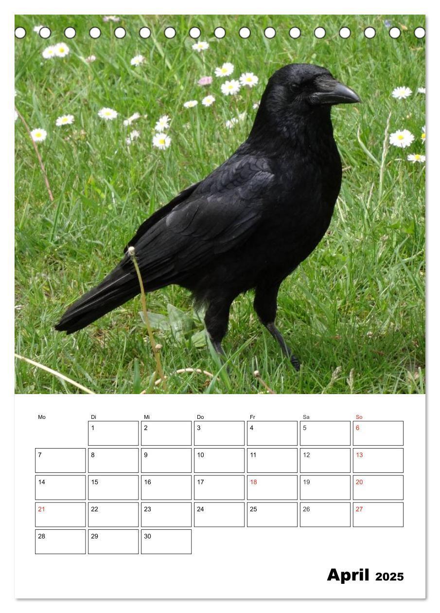 Bild: 9783457020074 | Rabenvögel Terminplaner (Tischkalender 2025 DIN A5 hoch), CALVENDO...