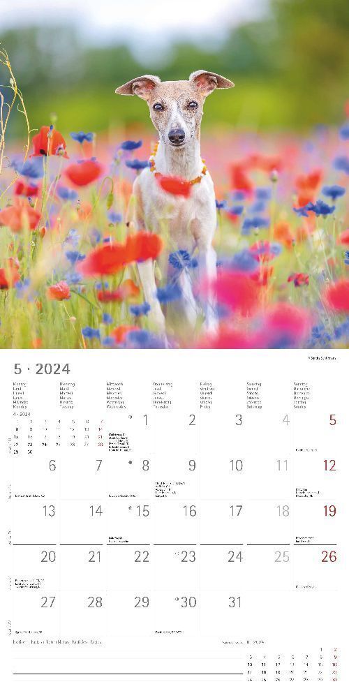 Bild: 4251732335304 | Hunde 2024 - Broschürenkalender 30x30 cm (30x60 geöffnet) -...
