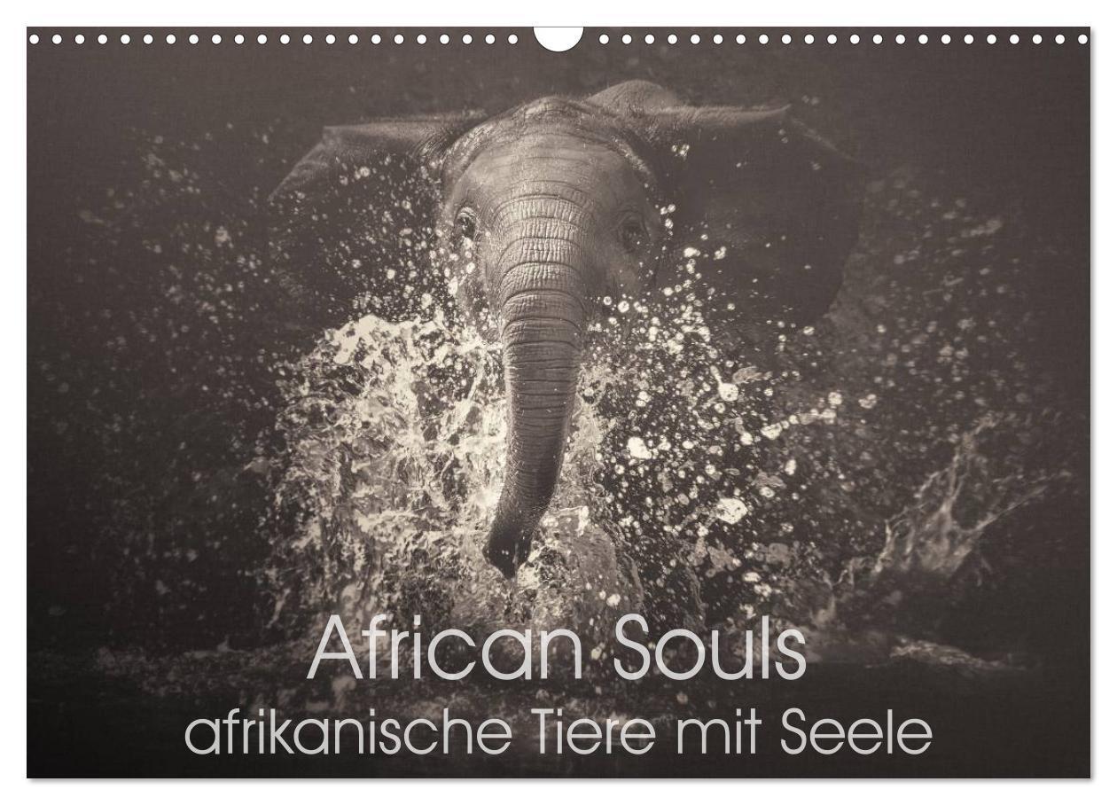 Cover: 9783675475878 | African Souls - afrikanische Tiere mit Seele (Wandkalender 2024 DIN...