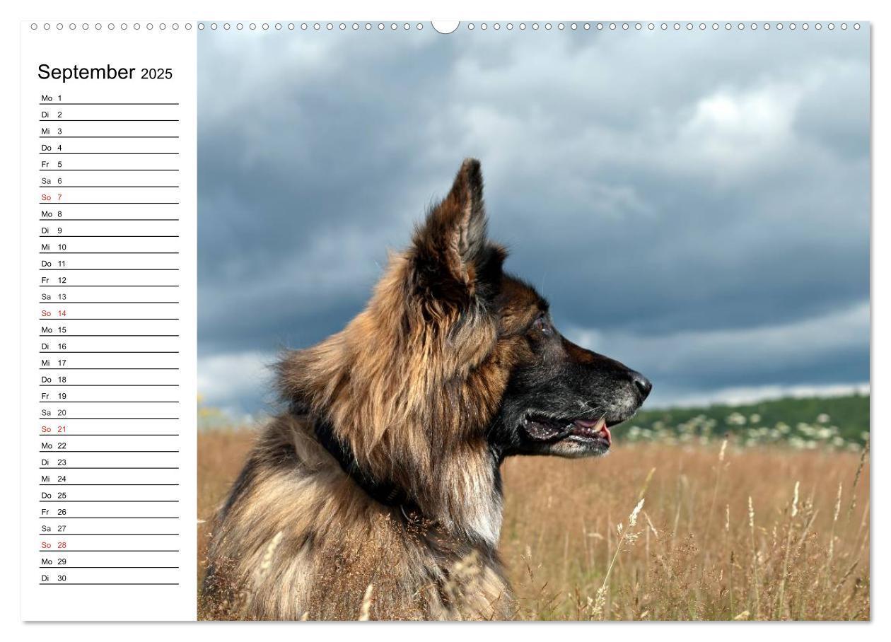 Bild: 9783435473465 | Deutsche Schäferhunde - Liebenswerte Graunasen (Wandkalender 2025...