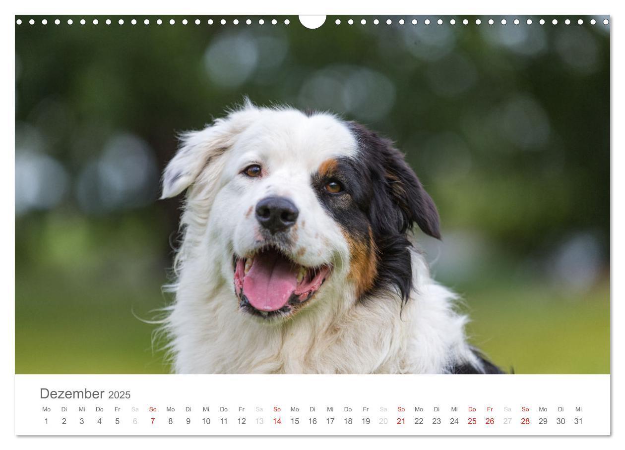 Bild: 9783435672639 | Australian Shepherd 2025 (Wandkalender 2025 DIN A3 quer), CALVENDO...