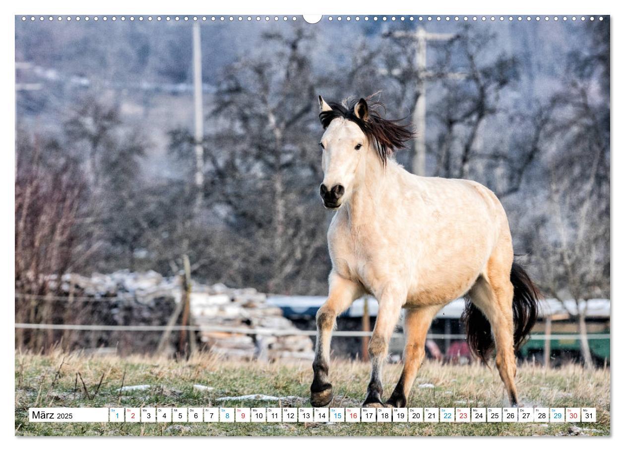 Bild: 9783435171699 | Durch das Jahr mit dem Connemara Pony Holly (Wandkalender 2025 DIN...