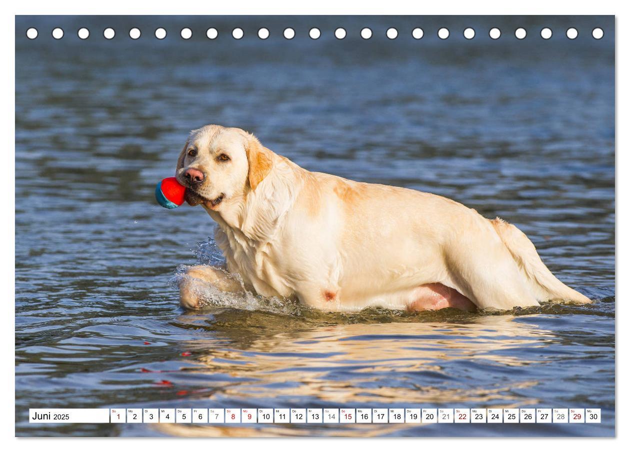 Bild: 9783435311774 | Freund auf 4 Pfoten - Labrador Retriever (Tischkalender 2025 DIN A5...