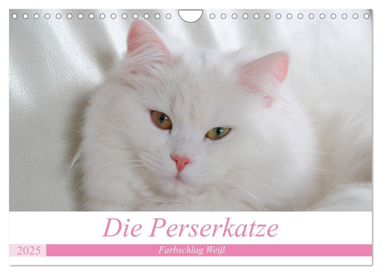 Cover: 9783435304240 | Die Perserkatze - Farbschlag Weiß (Wandkalender 2025 DIN A4 quer),...