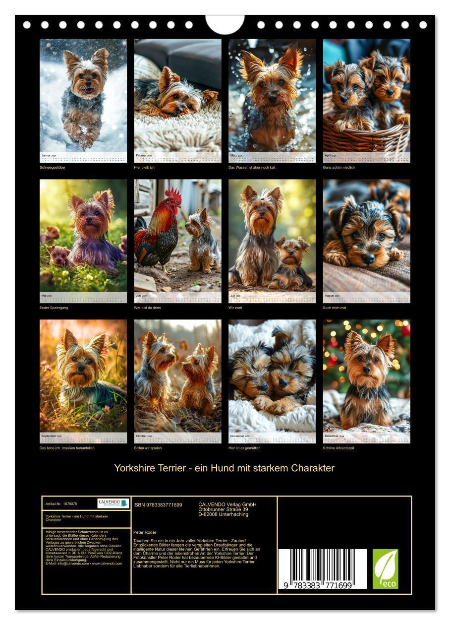 Bild: 9783383771699 | Yorkshire Terrier - ein Hund mit starkem Charakter (Wandkalender...