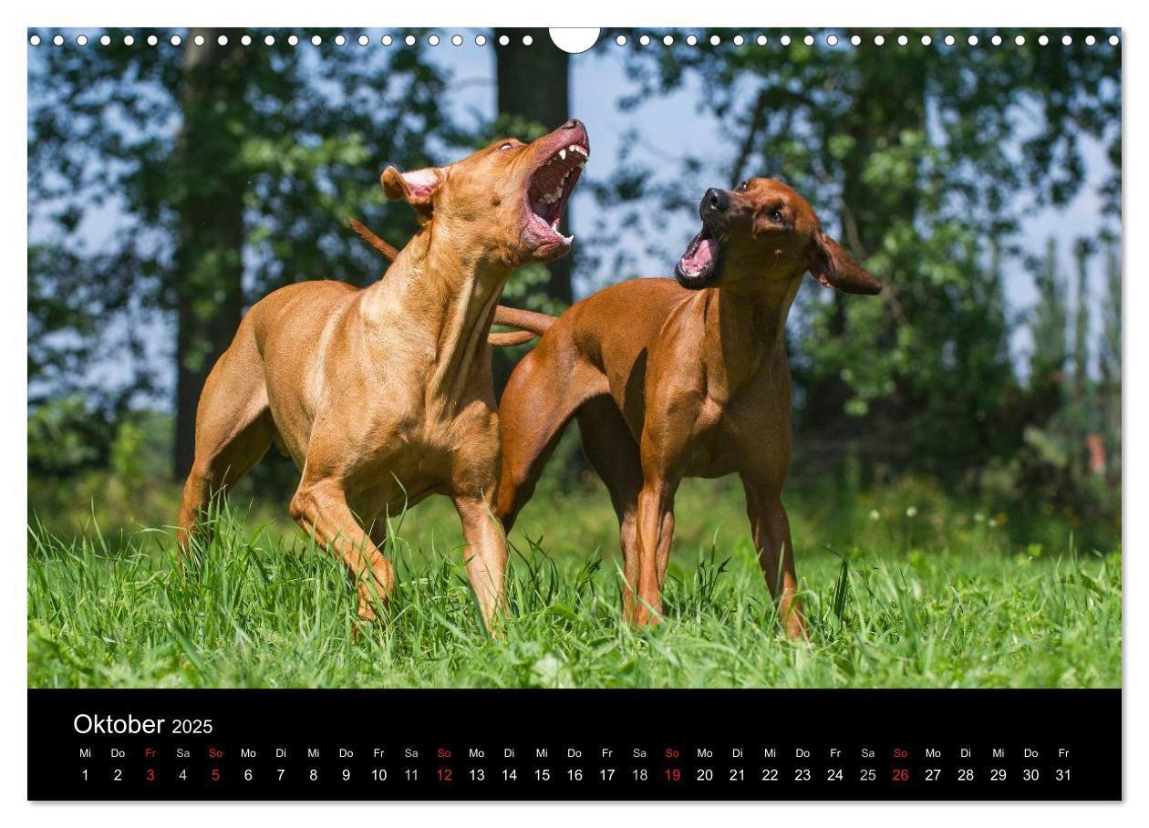 Bild: 9783435759750 | Rhodesian Ridgeback 2025 (Wandkalender 2025 DIN A3 quer), CALVENDO...