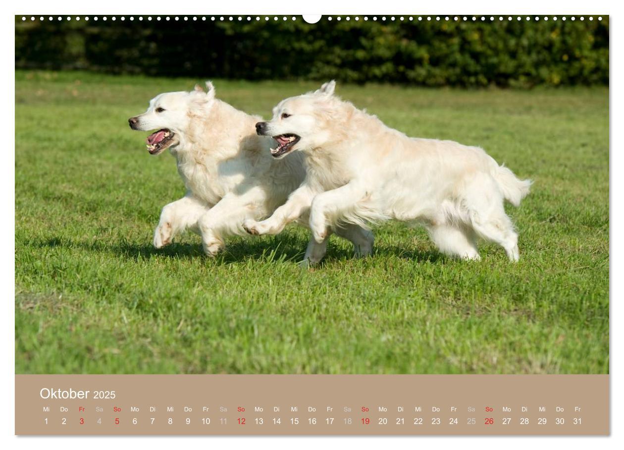 Bild: 9783435743551 | Golden Retriever (Wandkalender 2025 DIN A2 quer), CALVENDO...