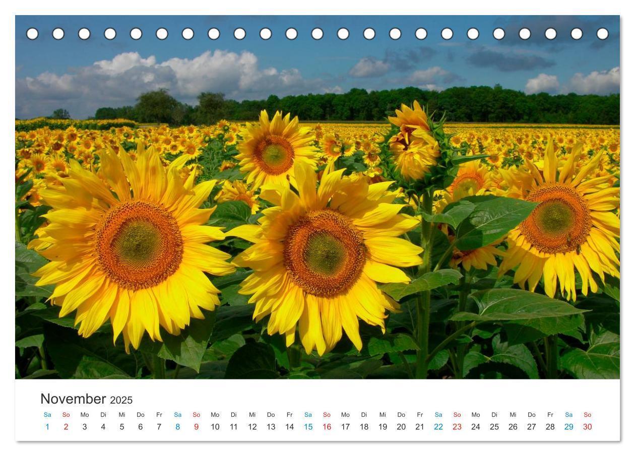 Bild: 9783435785841 | Sonnenblumen 2025 (Tischkalender 2025 DIN A5 quer), CALVENDO...