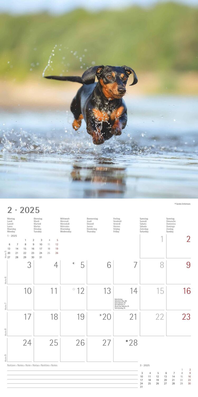 Bild: 4251732340650 | Hunde 2025 - Broschürenkalender 30x30 cm (30x60 geöffnet) -...