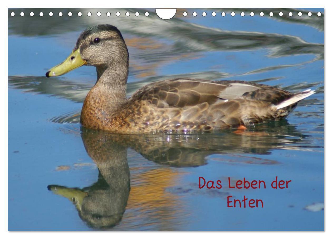 Cover: 9783383636325 | Das Leben der Enten (Wandkalender 2024 DIN A4 quer), CALVENDO...