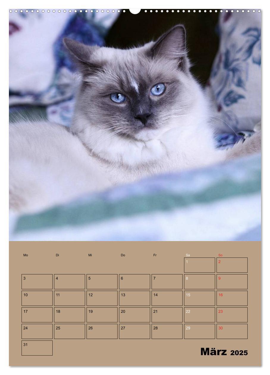 Bild: 9783457012505 | Ragdolls zum Verlieben (Wandkalender 2025 DIN A2 hoch), CALVENDO...