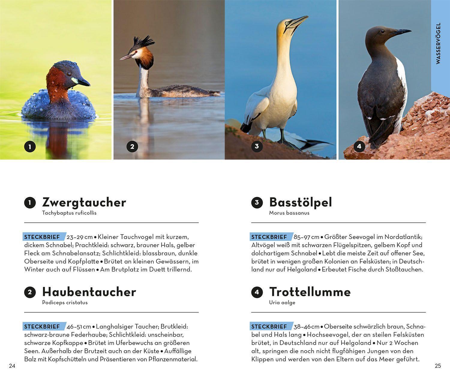 Bild: 9783440173930 | BASIC Vögel | 153 Arten einfach und sicher erkennen | Volker Dierschke
