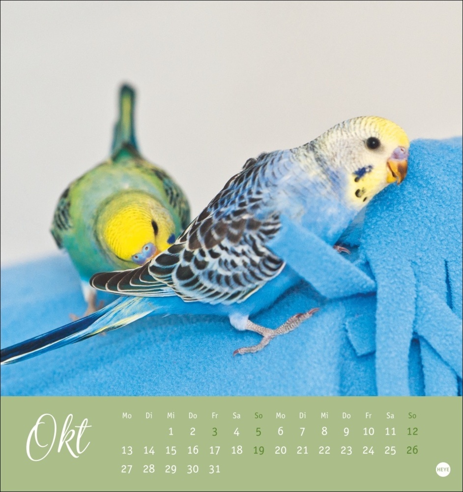 Bild: 9783756407095 | Freche Wellensittiche Postkartenkalender 2025 | Monika Wegler | 13 S.