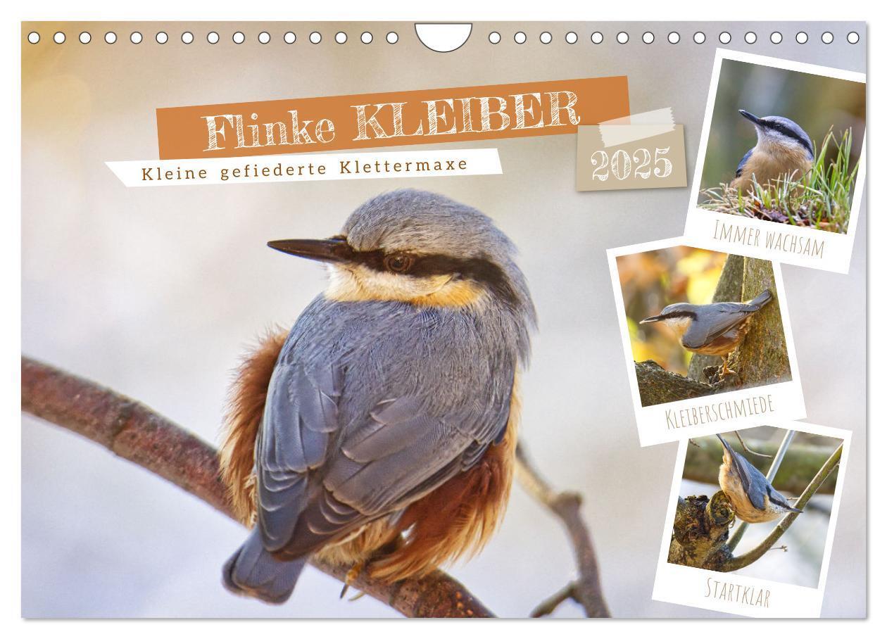 Cover: 9783383843525 | Flinke Kleiber (Wandkalender 2025 DIN A4 quer), CALVENDO...